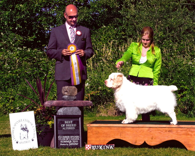 Clumber Spaniel: Ch Bluemoons Return to Me CGC 